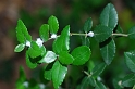 1194 Phyllirea latifolia